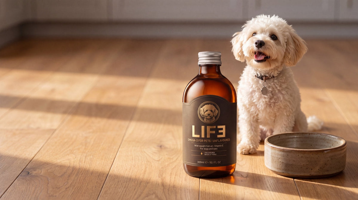LIF3 Omega-3 for Pets beside a food bowl, with Promise the dog sitting behind it